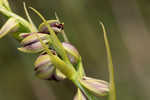 Giant orchid